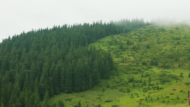 Λευκά σύννεφα πετούν πάνω από πευκοδάση και κοιλάδα με πράσινο γρασίδι — Αρχείο Βίντεο