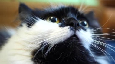 siyah ve beyaz iç kedi