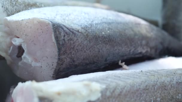 Pescado gris recién congelado descongelado en placa de hierro blanca — Vídeo de stock