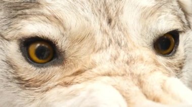 Sarı Gözlü Agresif Kurt Kafası Dolması