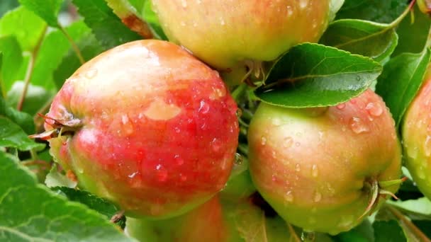 Manzanas jugosas en rama de árbol en huerto — Vídeo de stock