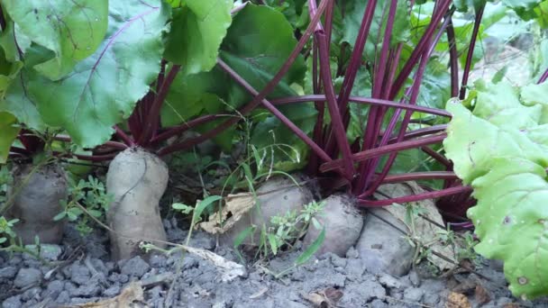 Растущая свекла на овощной кровати в домашнем саду — стоковое видео
