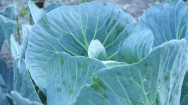 Lahana ve bir sürü lahana yaprağı