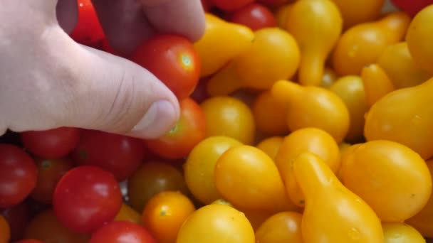 손으로 빨 강색 과 노란색 즙 이 많은 체리 토마토를 먹는다 — 비디오