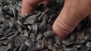 Ayçiçeği Çiftçinin Elinde Tohumlar