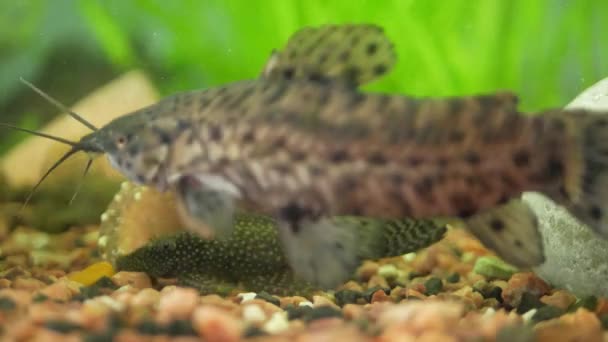 Peces de Ancistrus y Thoracata en el acuario casero — Vídeos de Stock