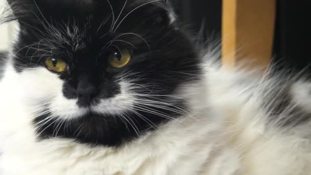 Желтоглазый кот дома — стоковое видео