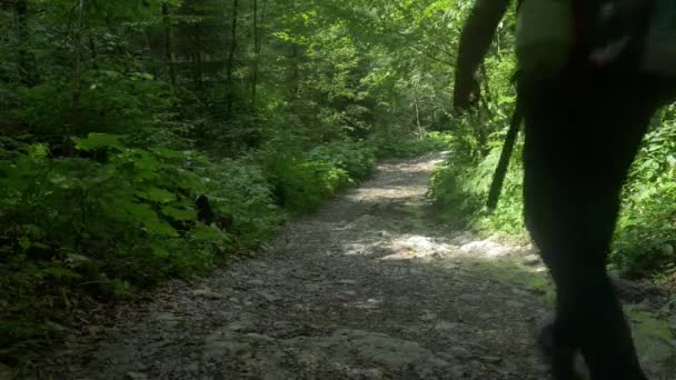 Hombre con mochila de senderismo caminando en el bosque — Vídeo de stock