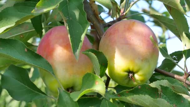 Красные зеленые яблоки висят на дереве в саду на ферме — стоковое видео