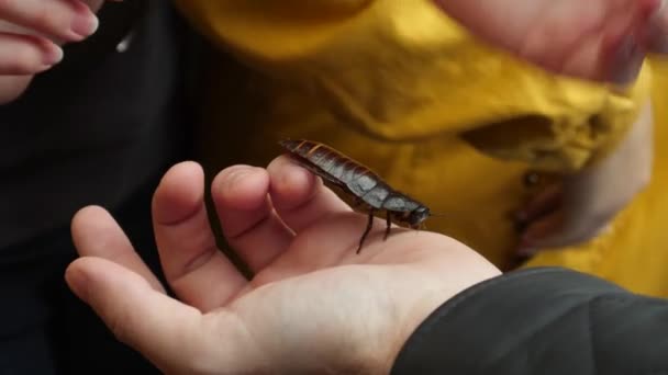 大蟑螂从一只手传给另一只手 — 图库视频影像