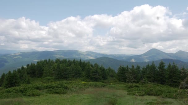 Borový les a údolí se zelenou trávou a oblohou pozadí — Stock video