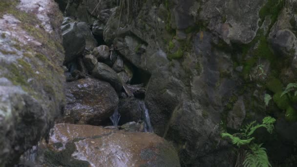 Malý horský potok v zeleném lese — Stock video