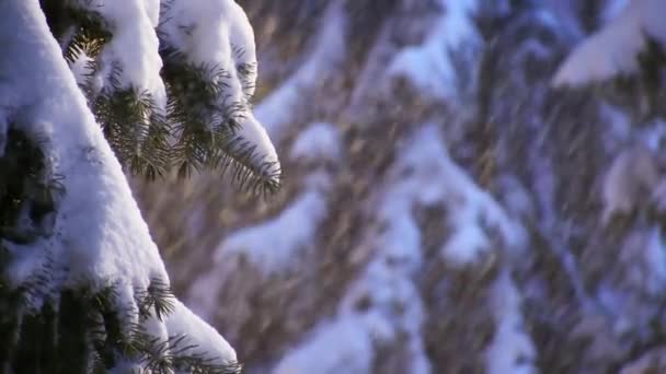 吹雪の冬の雪のスプルースの木に雪が降る — ストック動画