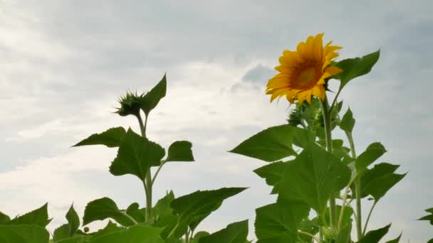 Gebied van bloeiende zonnebloemen — Stockvideo