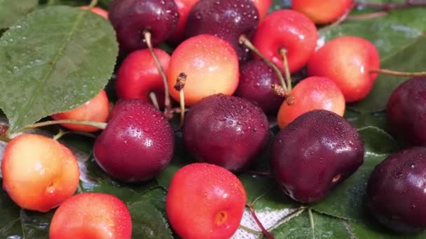 Rode en gele kersen Fruit met waterdruppels en boomtak met groene bladeren — Stockvideo