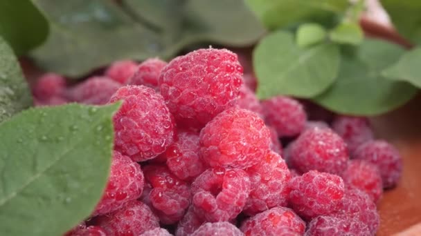 Vatten droppar på färska och saftiga mogna hallon med gröna blad — Stockvideo