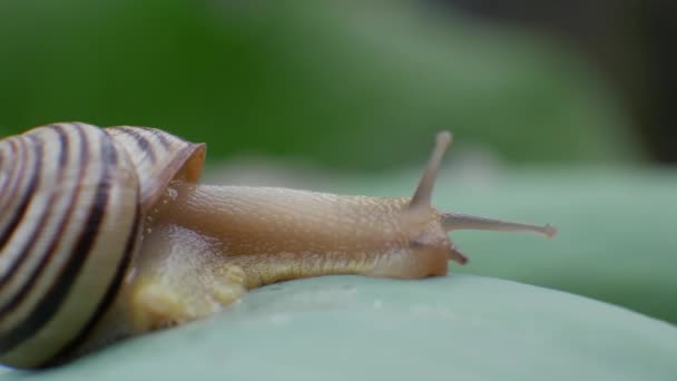 Escargot de jardin rampe sur la feuille verte