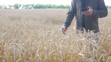 Olgunlaşmış Buğday Kulakları için Siyah Akıllı Telefonlu Çiftçi