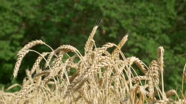 Orejas de trigo maduro en el campo en tierras de cultivo — Vídeos de Stock