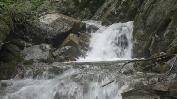 Гірський струмок у зеленому лісі — стокове відео
