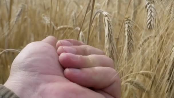 Rolnik trzyma ziarno pszenicy w ręku na polu pszenicy — Wideo stockowe