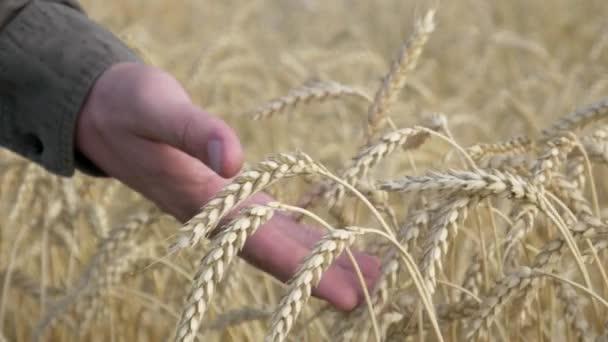 Boeren hand aanraken gouden gele tarwe oor op het veld en zonnige dag — Stockvideo