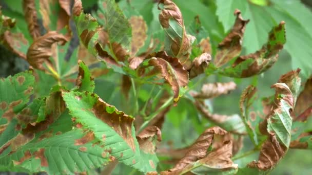 Maladie brune sur feuille d'arbre — Video