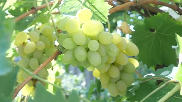 Uvas brancas maduras na árvore de videiras durante a colheita na vinha — Vídeo de Stock
