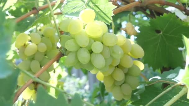Raisins blancs mûrs sur vigne pendant la récolte sur vignoble 