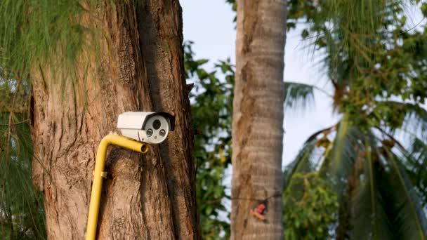 Wielokątny system CCTV na drzewie — Wideo stockowe