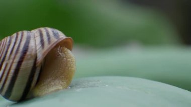 Bahçe Salyangozu Yeşil Yaprakta Yavaşça Sürünüyor
