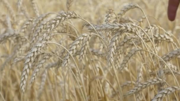 Mano toque espiga de trigo amarillo en el campo — Vídeo de stock