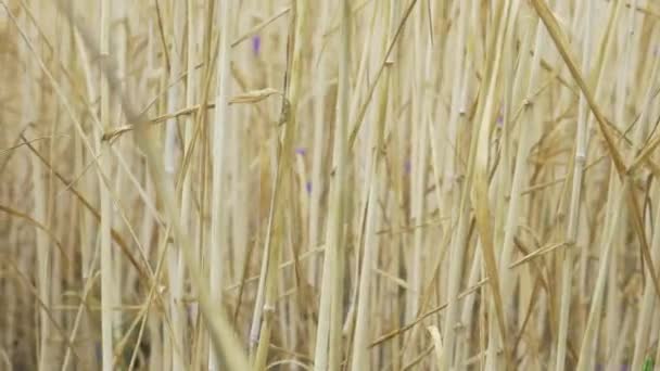 Espiguillas de cebada o centeno en campo agrícola — Vídeos de Stock