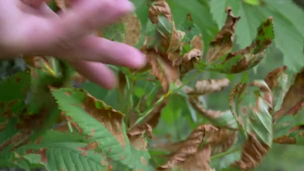Vergilbte Blätter durch Krankheit an gesundem Baum — Stockvideo