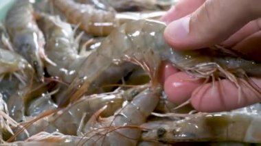 Taze karides ya da çiğ karides pişirmeye hazır.