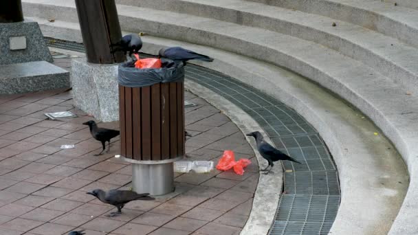 Cuervo negro recupera basura de cubo de basura en la ciudad — Vídeos de Stock