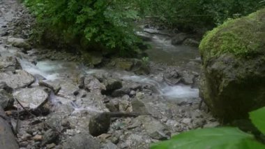 Yeşil Ormandaki Dağ Deresi