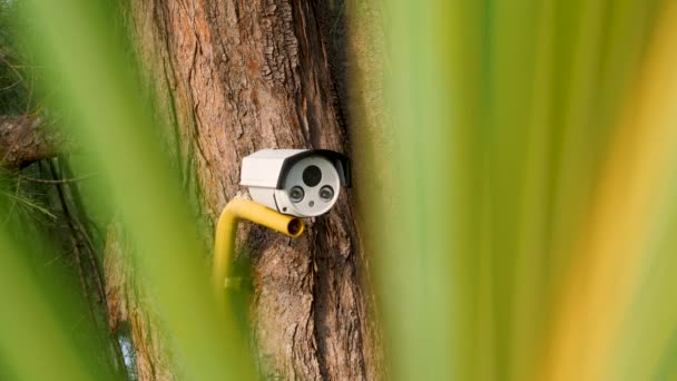 Камера видеонаблюдения на дереве — стоковое видео