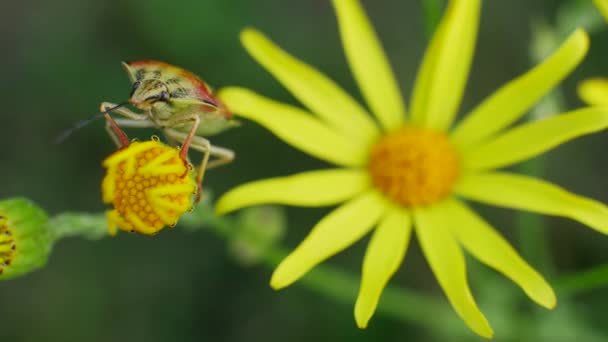 Insecto en flores amarillas y hojas verdes — Vídeo de stock