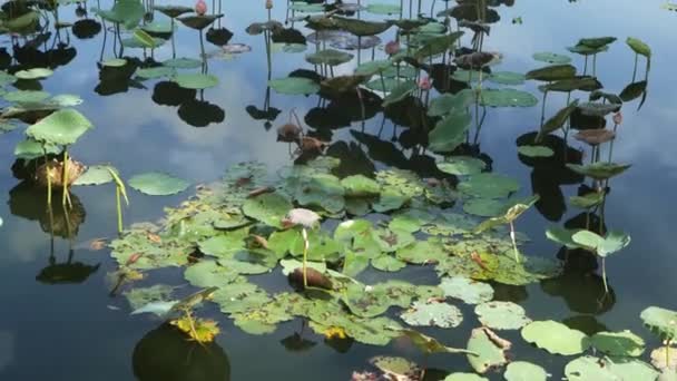 Ekologiczna faktura lilii wodnych — Wideo stockowe
