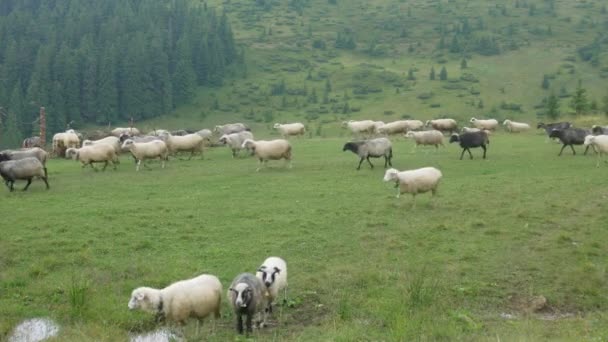 Вівці на пасовищах — стокове відео