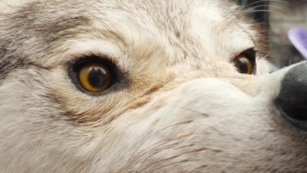 Agressivo Taxidermia recheado Wolfs Muzzle — Vídeo de Stock
