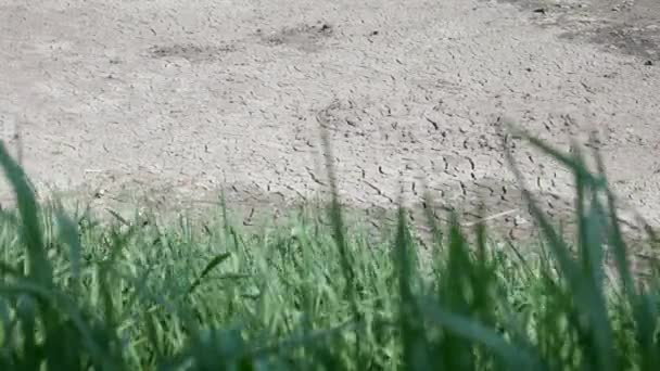 Cracked white and grey soil with fissures and green grass — Stock Video