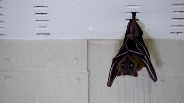 Malaya zorro volador colgando bajo el techo de la casa — Vídeos de Stock