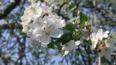 Mavi Gökyüzü Arkaplanında Çiçek Elma Ağacı