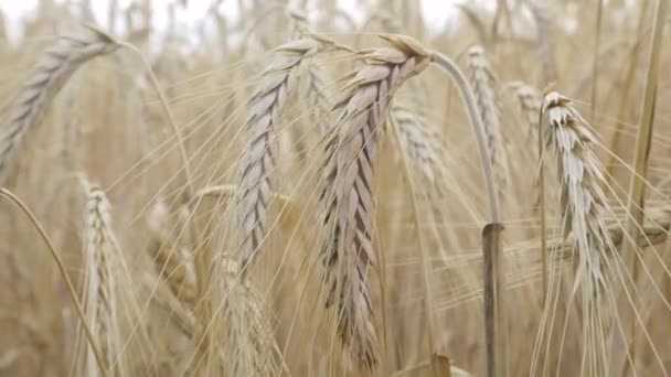 Altın çavdar tarlası ve güneşli bir gün — Stok video