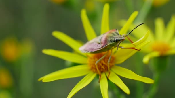 Insecto insecto en las flores amarillas en el campo salvaje — Vídeo de stock