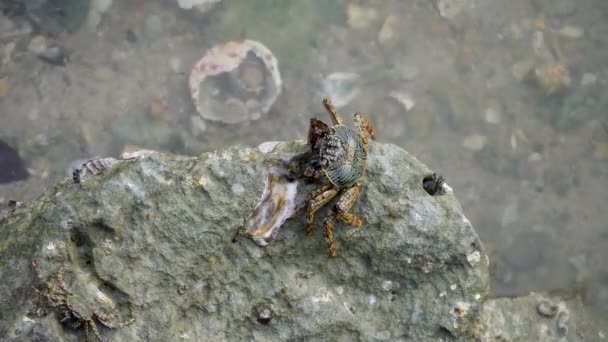 蟹在水边的石化珊瑚石及岩石上爬行 — 图库视频影像