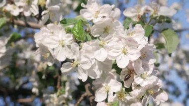 Beyaz Çiçeklerle İlkbaharda Elma Ağacındaki Bal Arısı