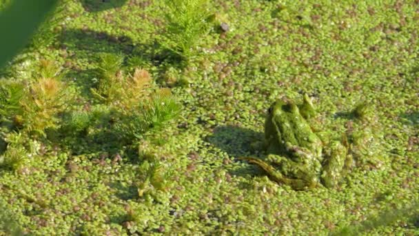 Zelená žába ropucha sedí na organické textuře lemna moll nebo duckweed — Stock video